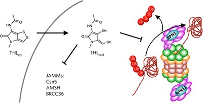 Thiolutin is a zinc chelator that inhibits the Rpn11 and other JAMM metalloproteases