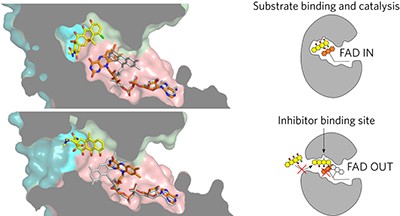 Plasticity, dynamics, and inhibition of emerging tetracycline resistance enzymes