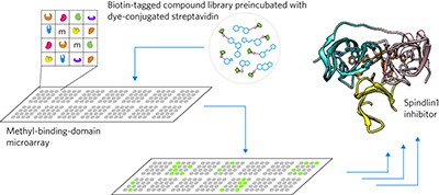 Developing Spindlin1 small-molecule inhibitors by using protein microarrays