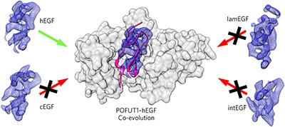 Recognition of EGF-like domains by the Notch-modifying <i>O</i>-fucosyltransferase POFUT1