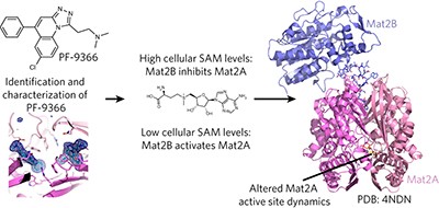 Targeting <i>S</i>-adenosylmethionine biosynthesis with a novel allosteric inhibitor of Mat2A