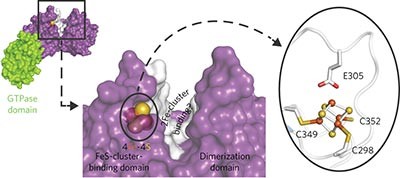 Structural and functional characterization of the hydrogenase-maturation HydF protein