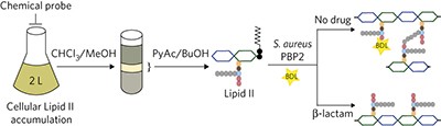 Lipid II overproduction allows direct assay of transpeptidase inhibition by β-lactams