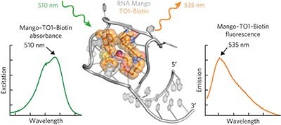 Structural basis for high-affinity fluorophore binding and activation by RNA Mango