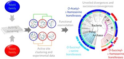 Parallel evolution of non-homologous isofunctional enzymes in methionine biosynthesis