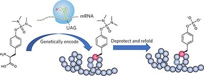 Site-specific incorporation of phosphotyrosine using an expanded genetic code