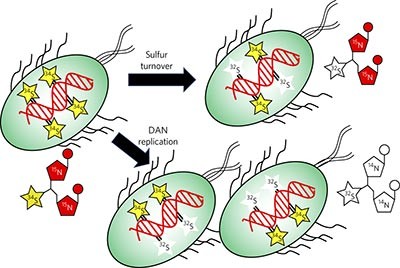 Oxidation of phosphorothioate DNA modifications leads to lethal genomic instability