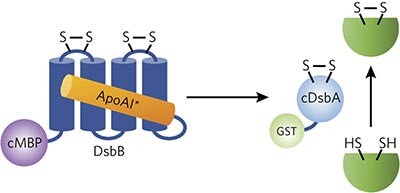 RETRACTED ARTICLE: A water-soluble DsbB variant that catalyzes disulfide-bond formation <i>in vivo</i>