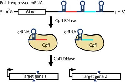 Cpf1 proteins excise CRISPR RNAs from mRNA transcripts in mammalian cells