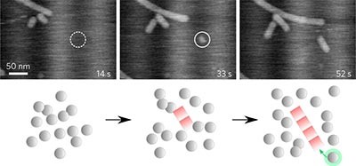 Nucleation and growth of a bacterial functional amyloid at single-fiber resolution