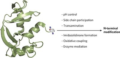 Targeting the N terminus for site-selective protein modification