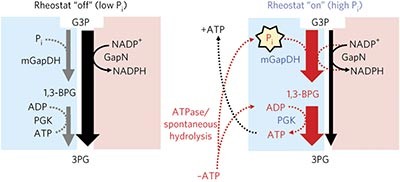 A molecular rheostat maintains ATP levels to drive a synthetic biochemistry system