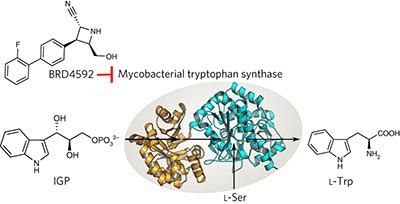 A small-molecule allosteric inhibitor of <i>Mycobacterium tuberculosis</i> tryptophan synthase