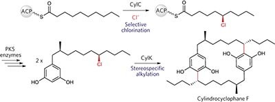 A new strategy for aromatic ring alkylation in cylindrocyclophane biosynthesis