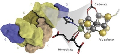 The structure of vanadium nitrogenase reveals an unusual bridging ligand
