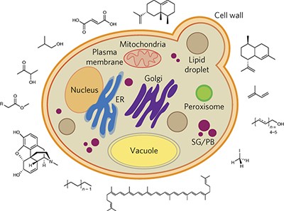 Harnessing yeast organelles for metabolic engineering