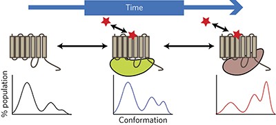 A kinetic view of GPCR allostery and biased agonism