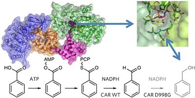 Structures of carboxylic acid reductase reveal domain dynamics underlying catalysis