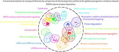 Functional annotation of chemical libraries across diverse biological processes