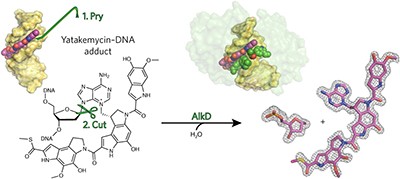 Toxicity and repair of DNA adducts produced by the natural product yatakemycin