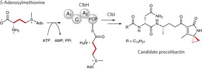Colibactin assembly line enzymes use <i>S</i>-adenosylmethionine to build a cyclopropane ring