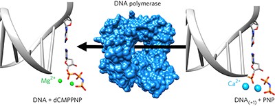 Modulating the DNA polymerase β reaction equilibrium to dissect the reverse reaction