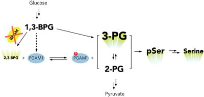 Bisphosphoglycerate mutase controls serine pathway flux via 3-phosphoglycerate