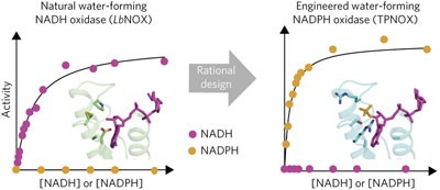 A genetically encoded tool for manipulation of NADP<sup>+</sup>/NADPH in living cells