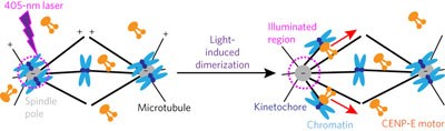 Optogenetic control of kinetochore function