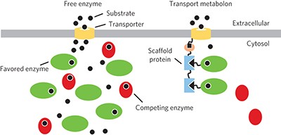 An artificial transport metabolon facilitates improved substrate utilization in yeast