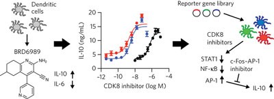Small-molecule studies identify CDK8 as a regulator of IL-10 in myeloid cells