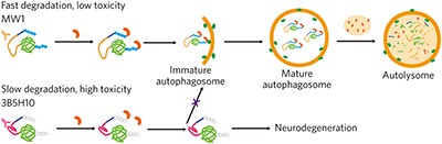 A toxic mutant huntingtin species is resistant to selective autophagy