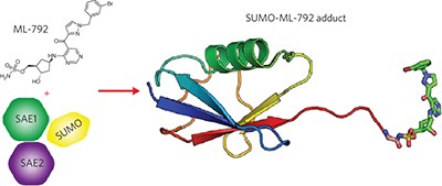 Probing the roles of SUMOylation in cancer cell biology by using a selective SAE inhibitor