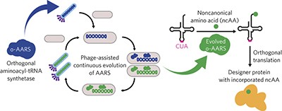 Continuous directed evolution of aminoacyl-tRNA synthetases