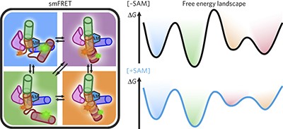 Single-molecule FRET reveals the energy landscape of the full-length SAM-I riboswitch