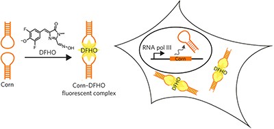 Imaging RNA polymerase III transcription using a photostable RNA–fluorophore complex
