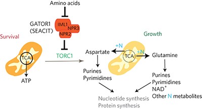 GATOR1 regulates nitrogenic cataplerotic reactions of the mitochondrial TCA cycle