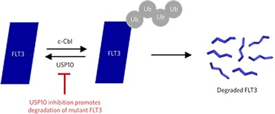 Inhibition of USP10 induces degradation of oncogenic FLT3