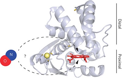 Regulation of nitric oxide signaling by formation of a distal receptor–ligand complex