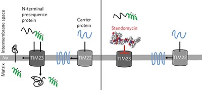 Stendomycin selectively inhibits TIM23-dependent mitochondrial protein import