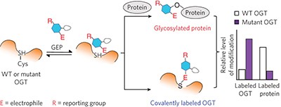 Electrophilic probes for deciphering substrate recognition by O-GlcNAc transferase
