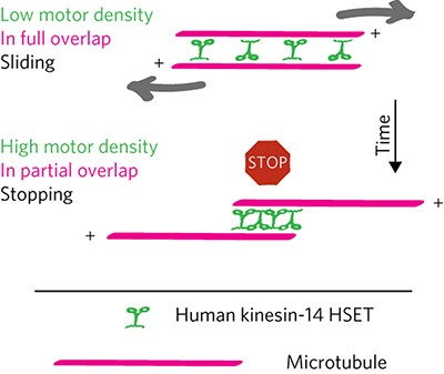 Changes in microtubule overlap length regulate kinesin-14-driven microtubule sliding