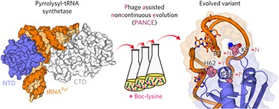 Crystal structures reveal an elusive functional domain of pyrrolysyl-tRNA synthetase