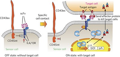 Nonimmune cells equipped with T-cell-receptor-like signaling for cancer cell ablation