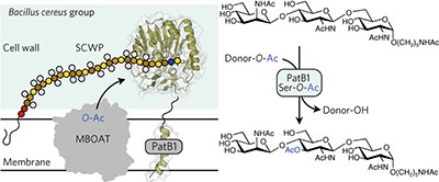 PatB1 is an <i>O</i>-acetyltransferase that decorates secondary cell wall polysaccharides