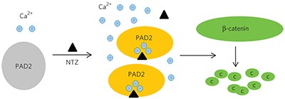 Small molecule promotes β-catenin citrullination and inhibits Wnt signaling in cancer