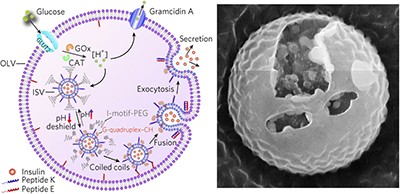 Synthetic beta cells for fusion-mediated dynamic insulin secretion