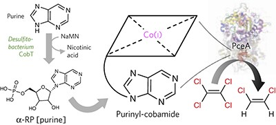 Purinyl-cobamide is a native prosthetic group of reductive dehalogenases