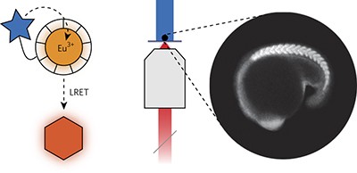 Ultrasensitive optical imaging with lanthanide lumiphores