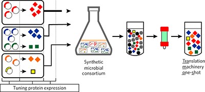 Synthetic microbial consortia enable rapid assembly of pure translation machinery